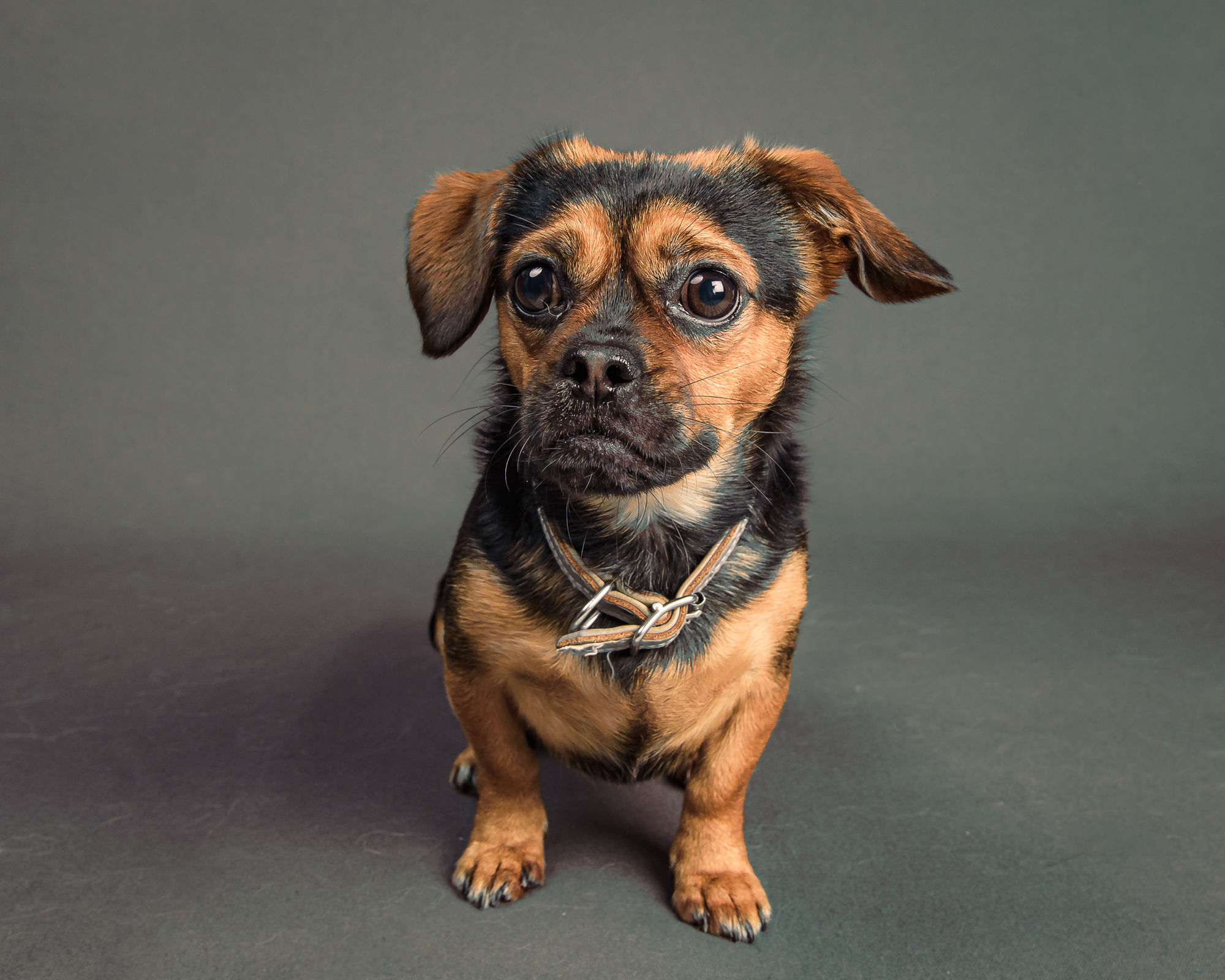 Rainy day, heavy water rain. Small sad black and brown dog, like a Jack Russell Mixed breed, short muzzle,  sitting on the ground, wet fur,...