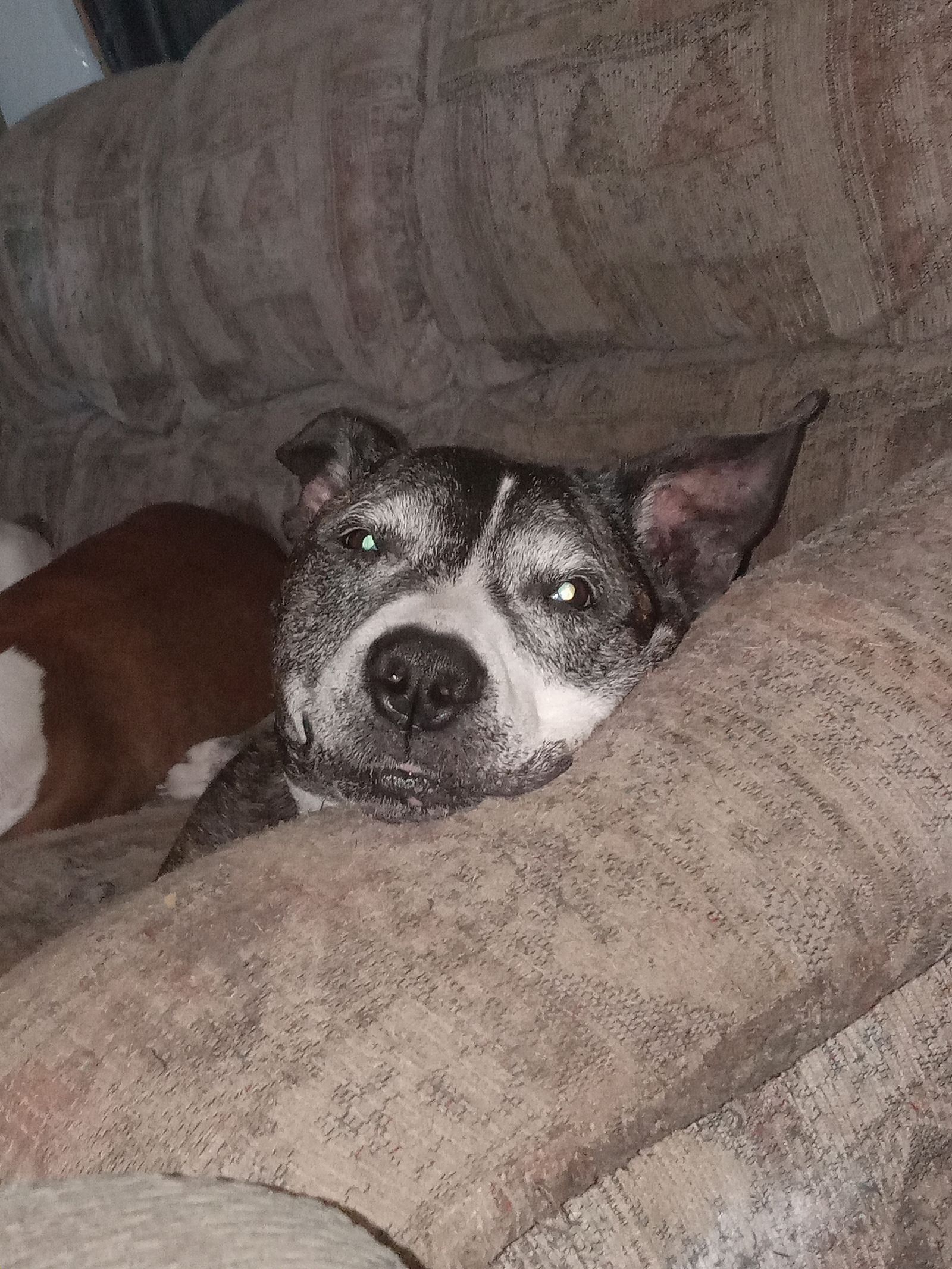 Beau