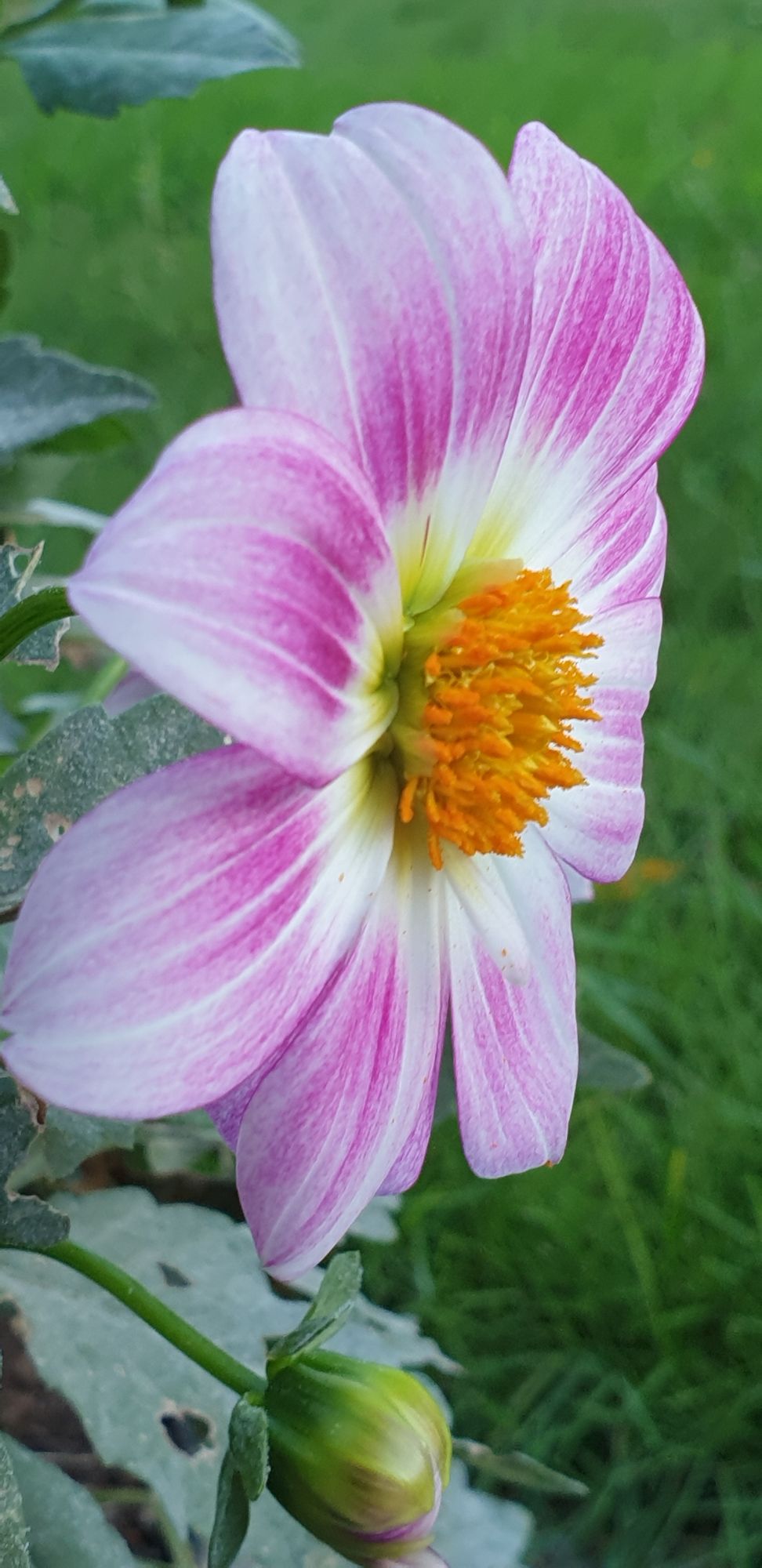 Painterly flower with dew drops and a surreal mood detailed painting impressionism detailed painting 