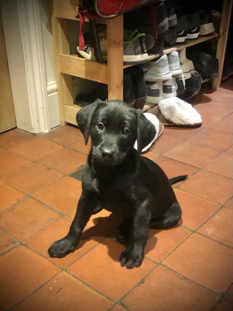 Benji
