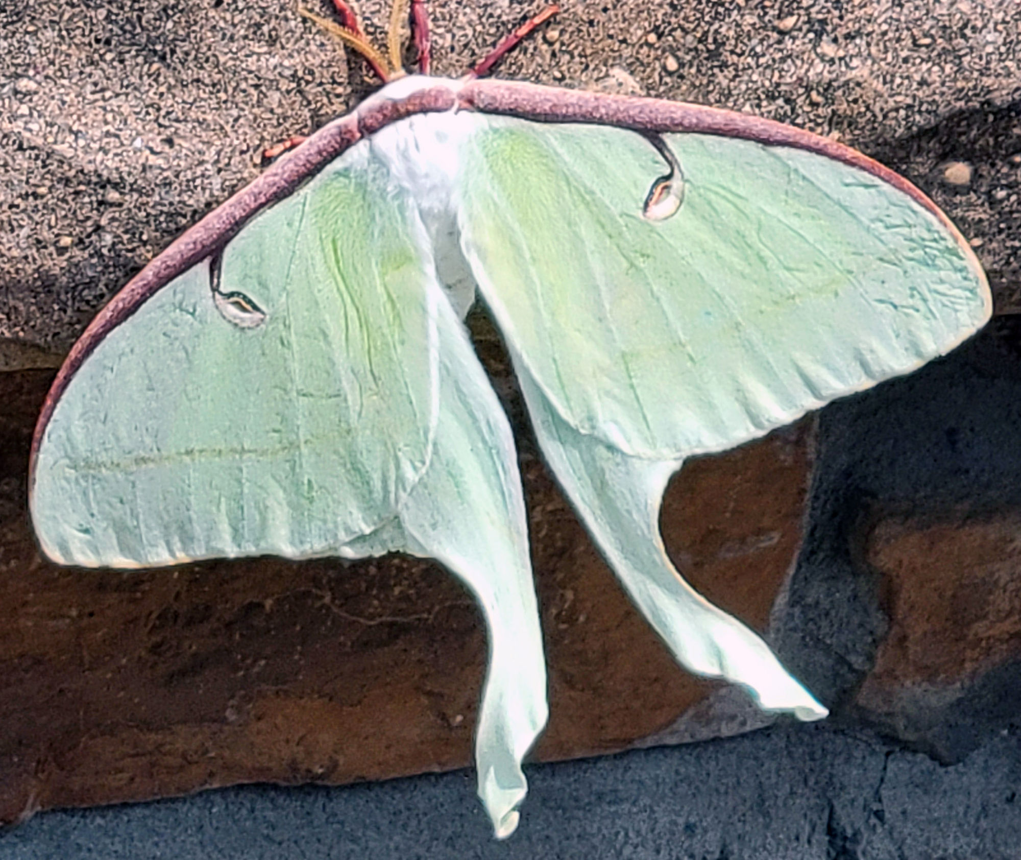 <lora:Iconic Ships Plus:1.0> A Fiery crash of a UFO, Tim Burton green and magenta orange and teal sci-fi cosmic