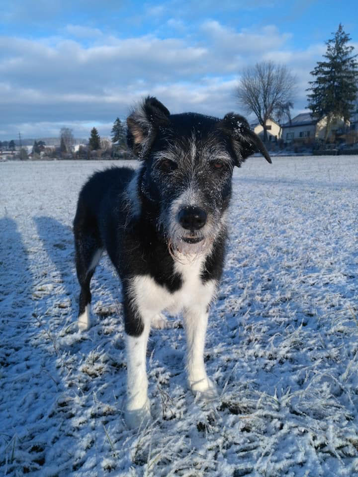 Transform this sketch into a vibrant and detailed digital painting. The image features a dog with a beautifully painted face in the style of...