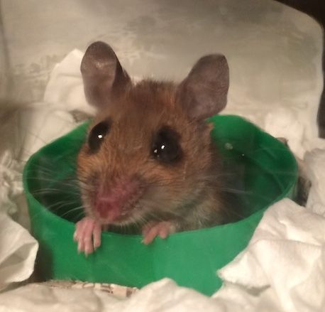 Jabberwock the Dragon