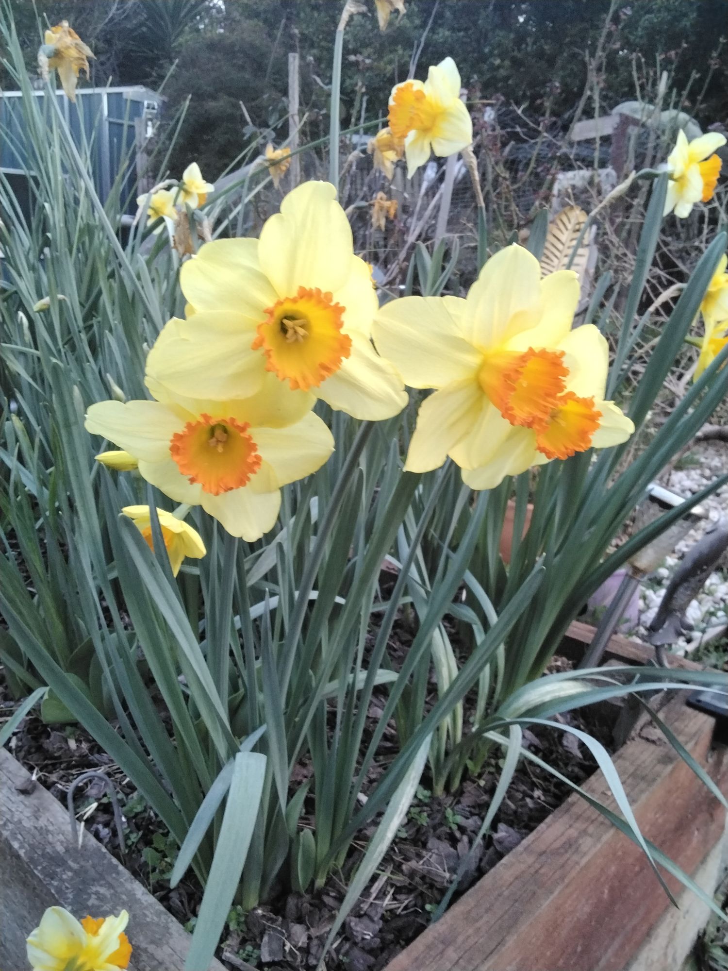 Spring daffodils AI Generated Artwork NightCafe Creator