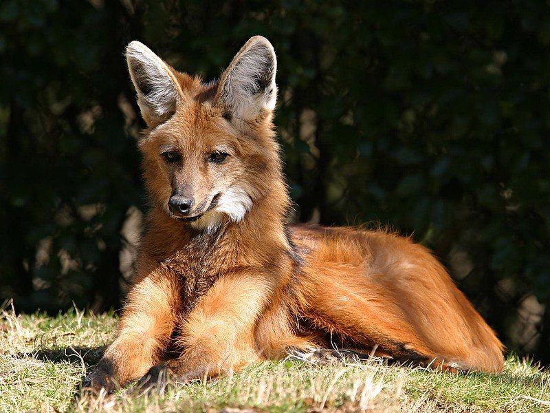 Maned Wolf Star Fox