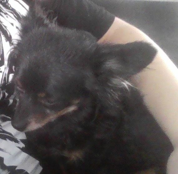 Chihuahua sitting in a garden of roses and sunflowers