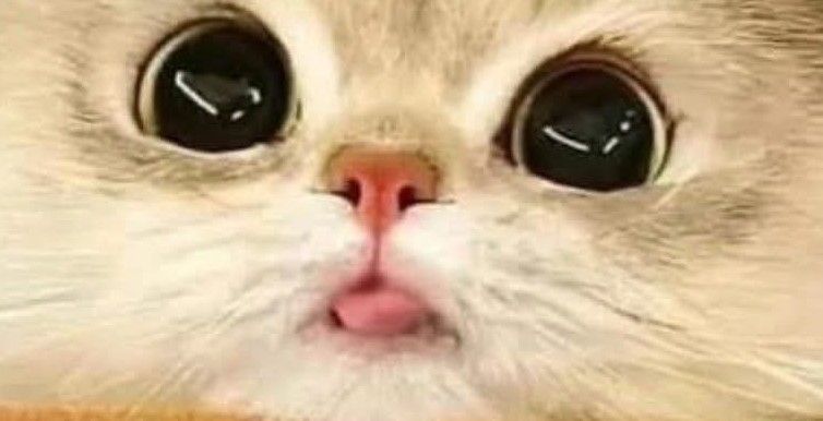 Cute cat with a large face