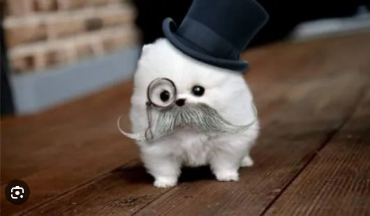 donovan aka meow meow donnie