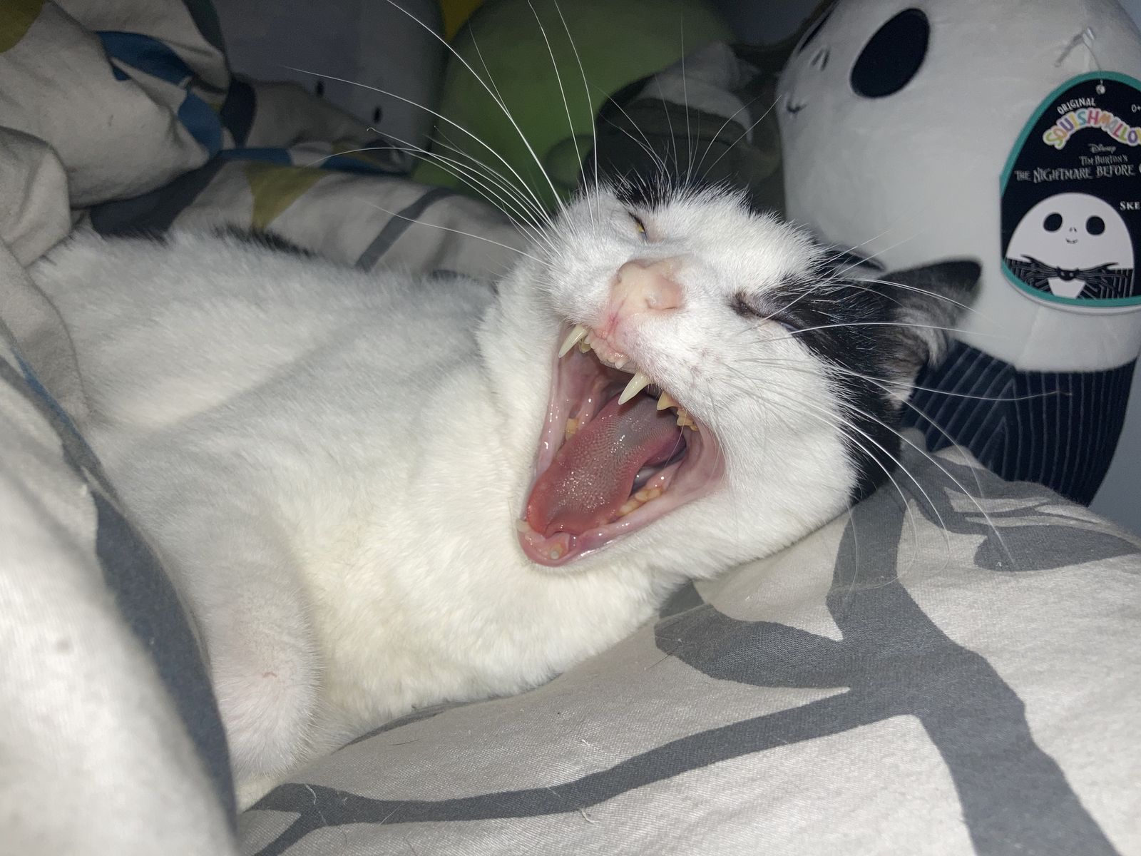 Kat
