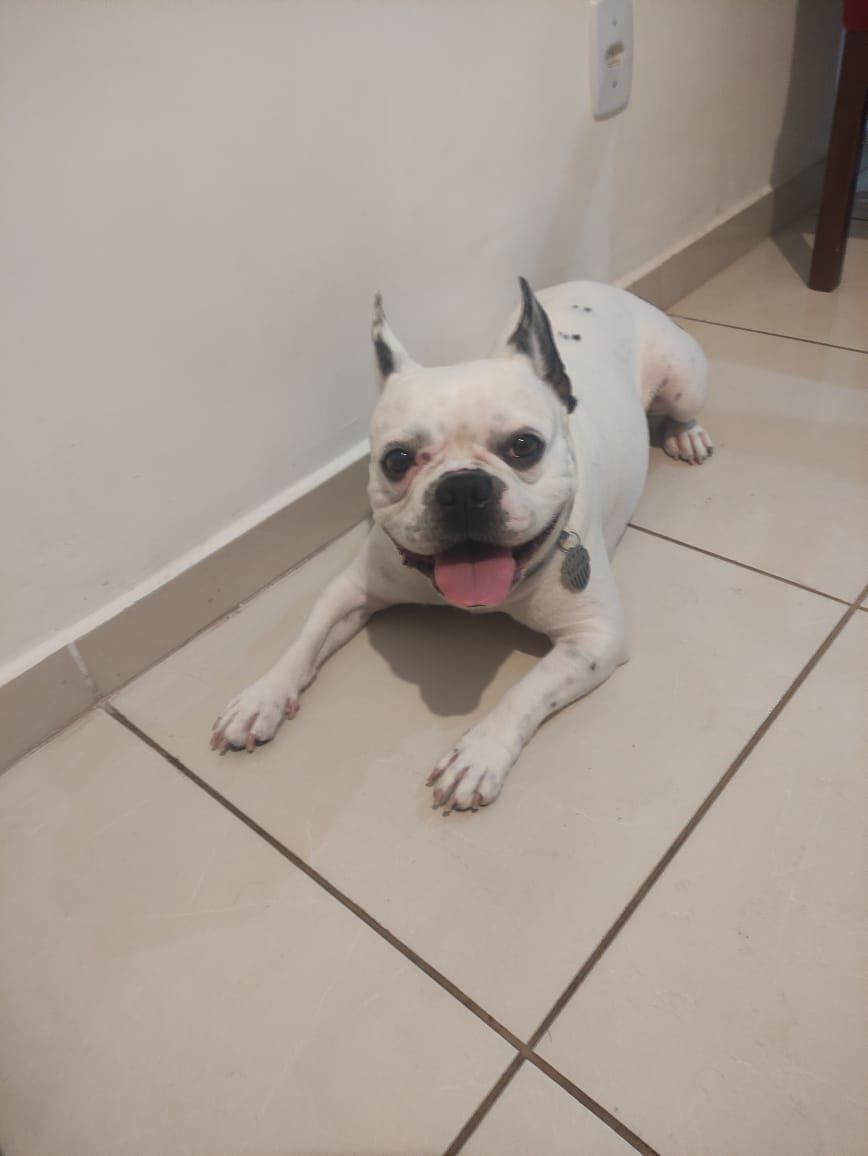 Gaze of Love: The French Bulldog