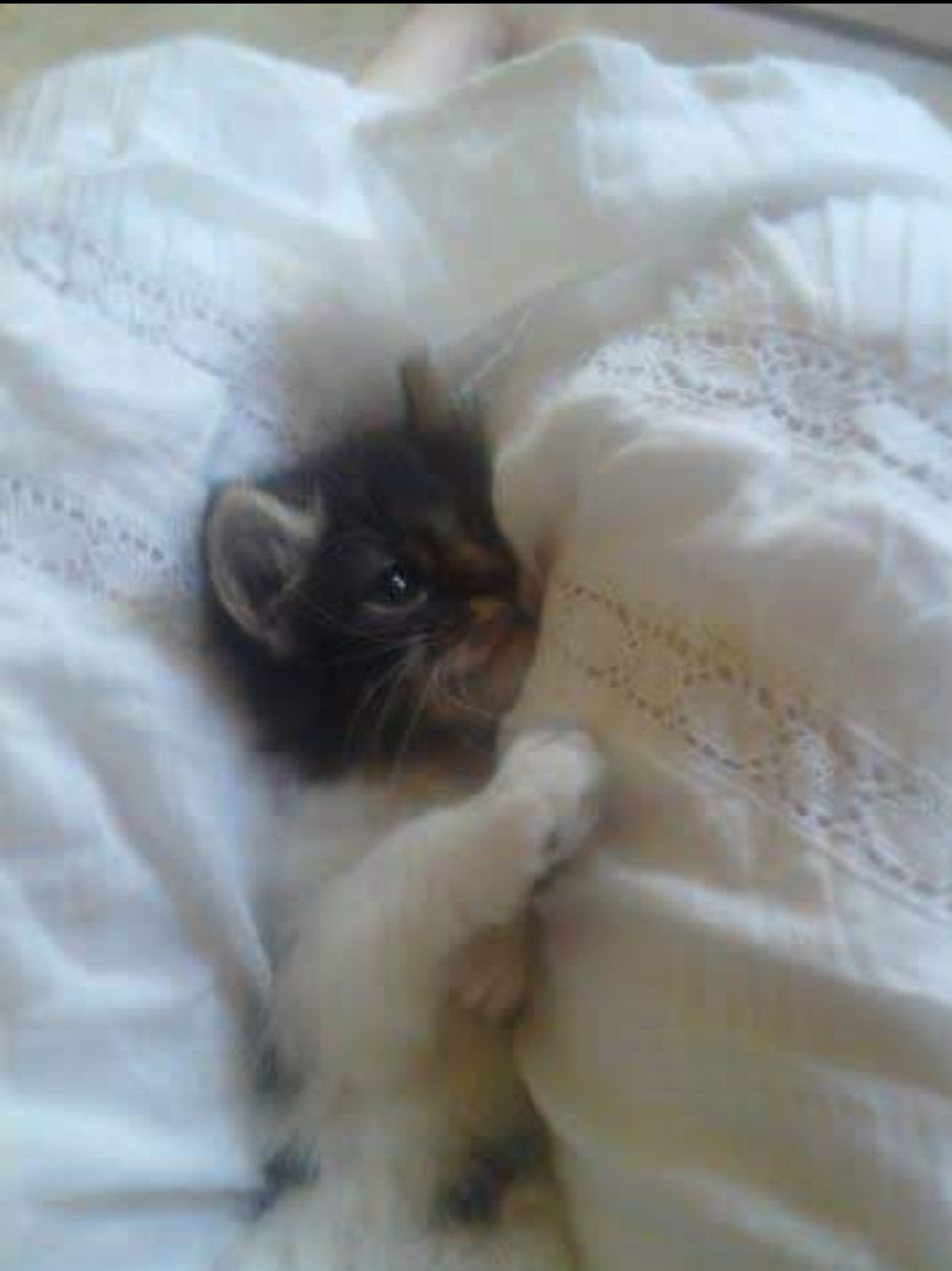 Leonora Carrington tarot card cat