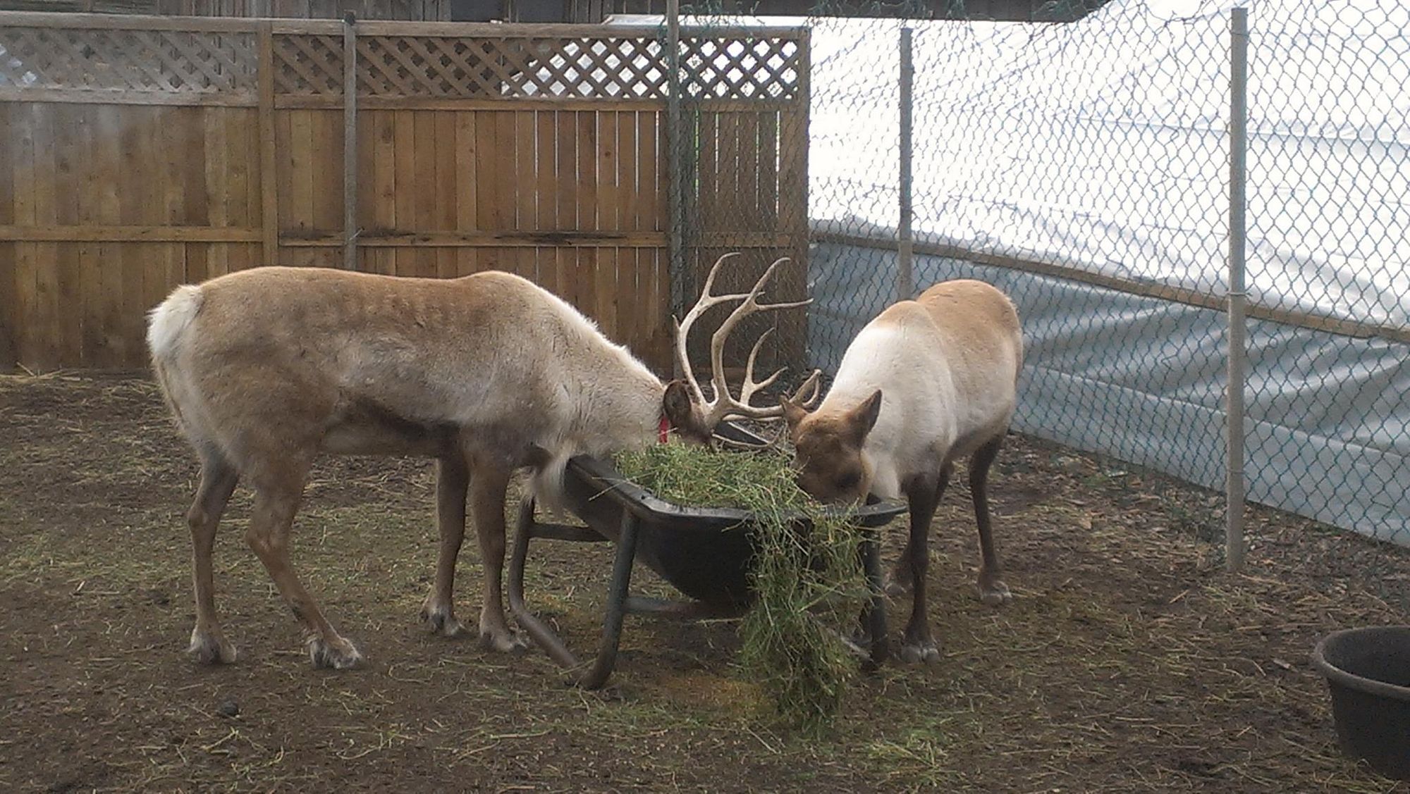 Raindeer with horns looks up from eating and walks over towards you almost lovingly and brings you some hay in his mouth and  drops it by yo...