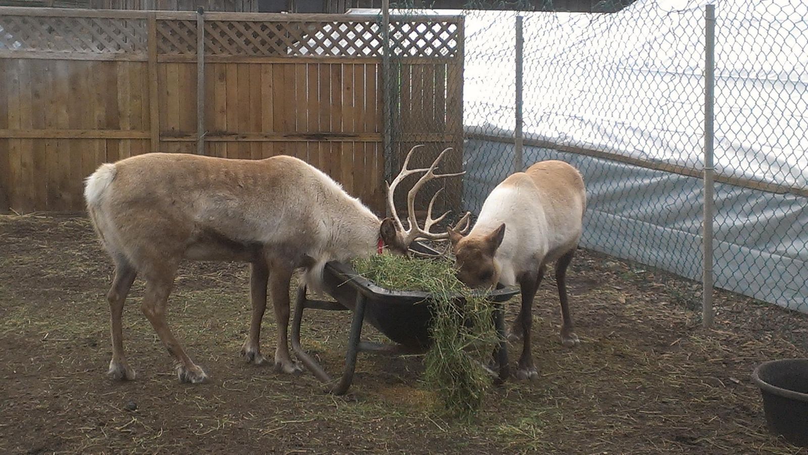 Raindeer with horns looks up from eating and walks over towards you almost lovingly and brings you some hay in his mouth...