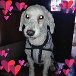 "Weary Eyed Woofer" 

<lora:Color the Enexpected:1.0> Surreal Dog Portrait with Flower Hearts and butterflies high resolution realistic skin sharp focus vibrant c...