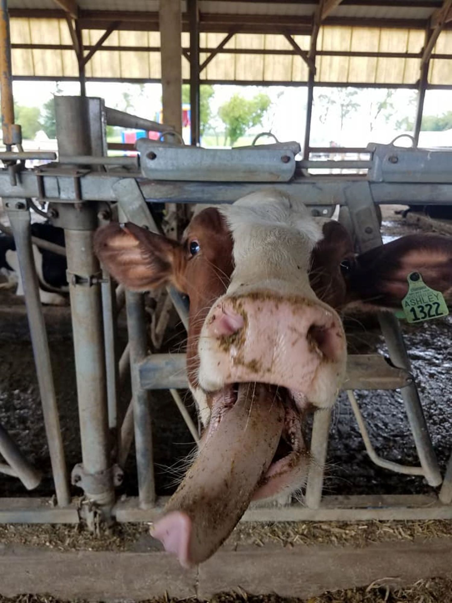 "Cow Lick"

Cow in stall pushing her head through gate and extending its huge tongue towards you as though it was hungry and wanted to be fed