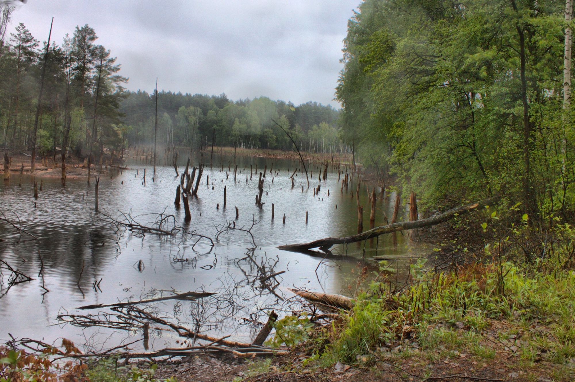old, anbandoned swamp in deep forest on the foreground tall strong man in long coat with sabre horror Gustave Doré Greg Rutkowski horror Gus...