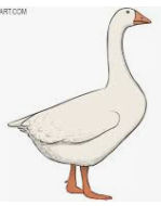 silly goose