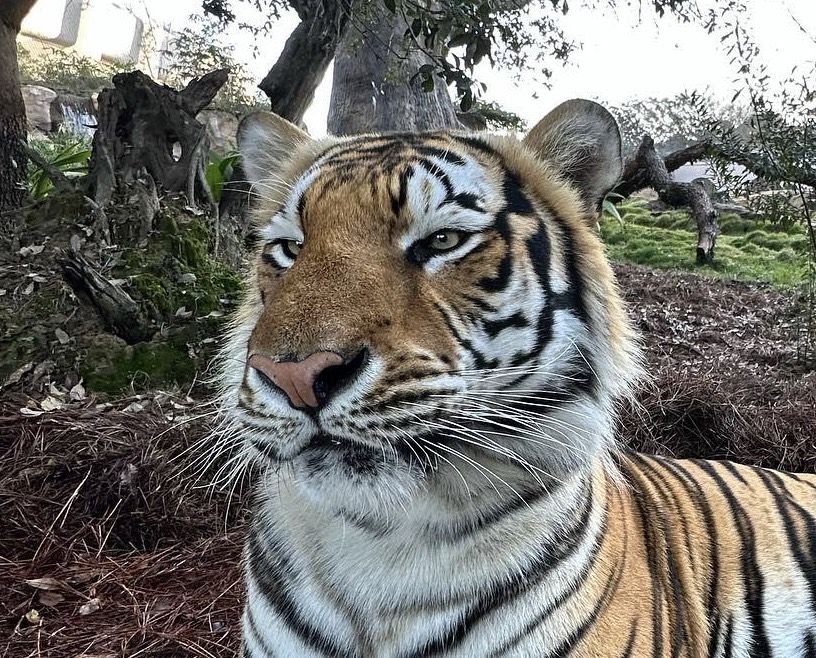 Dominick Licciardi-Lopez