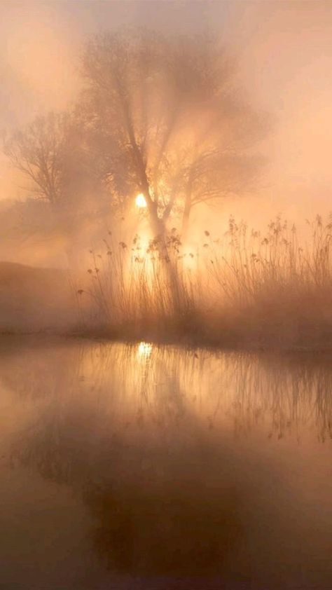 autumn. fog. dawn. peace.ultra detailed.realistic.cinematic.stock photo.8k.Photography