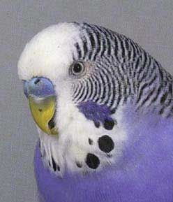 Lavender Parakeet