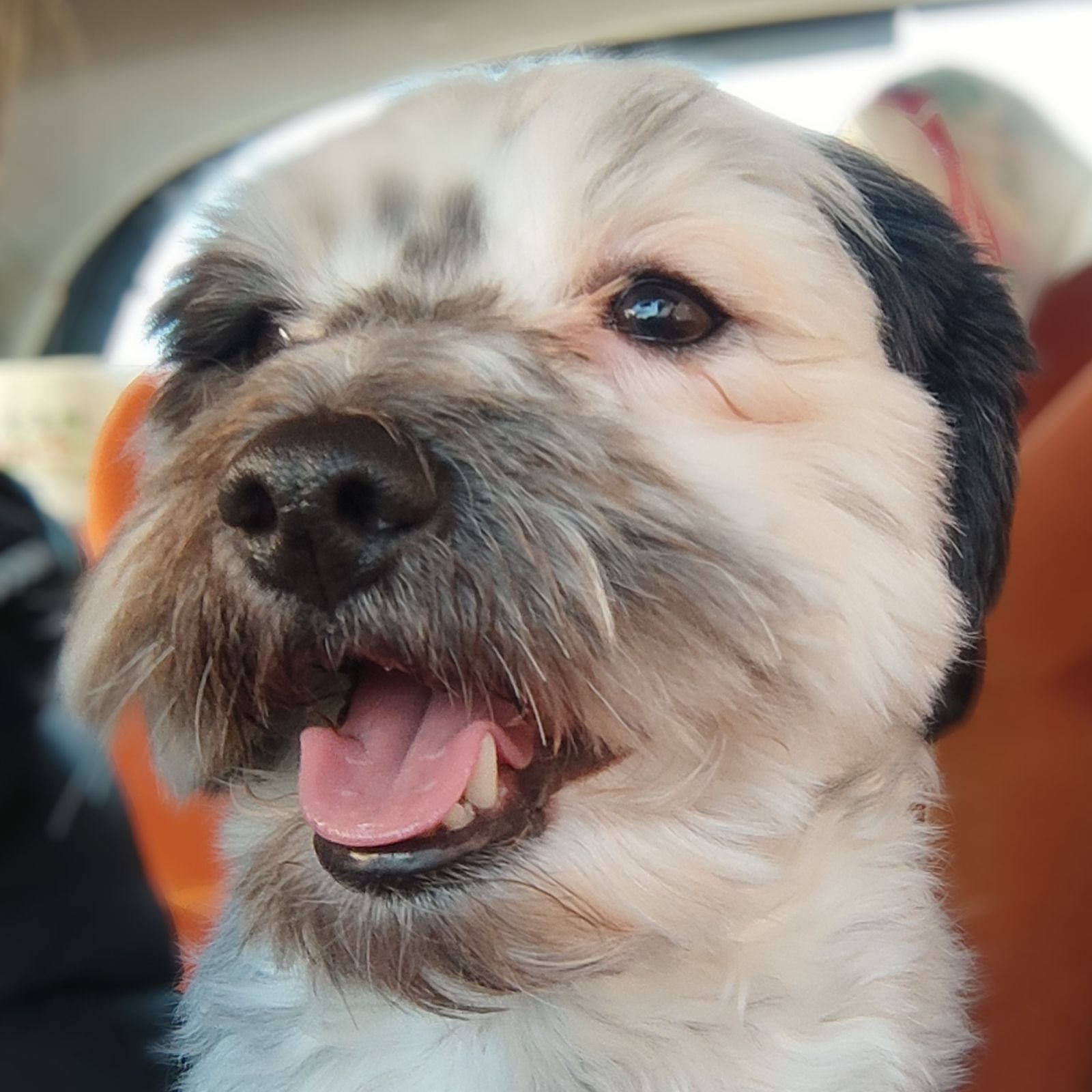 Alessandra Scortegagna