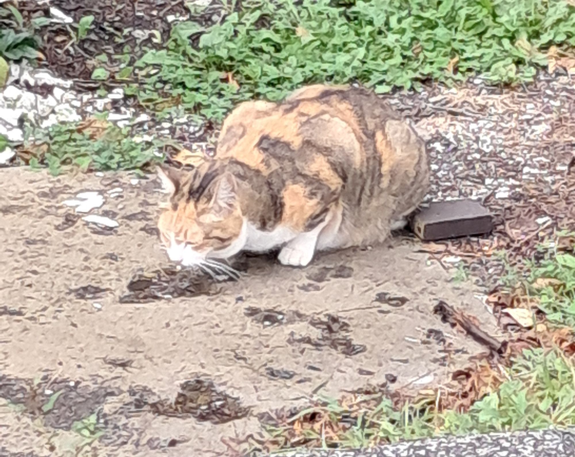 A Kitty I Saw When I Was Walking Today 