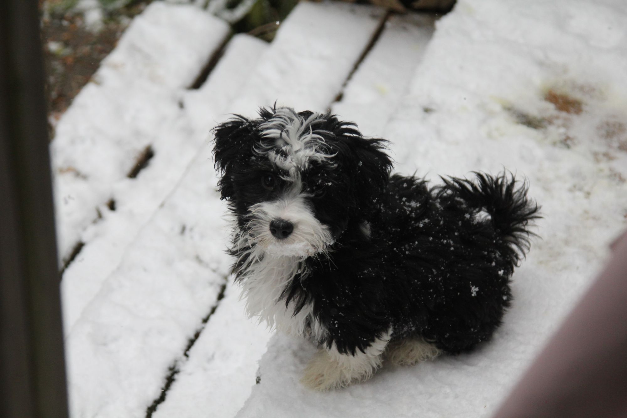 a havanese black and white puppy playing in the snow. Realistic, fine detail