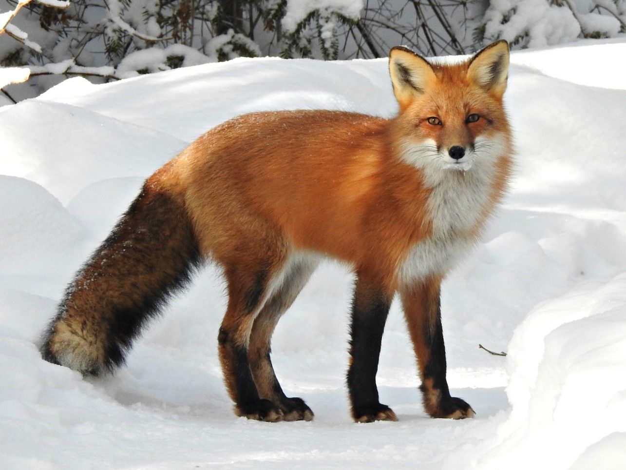 Foxy