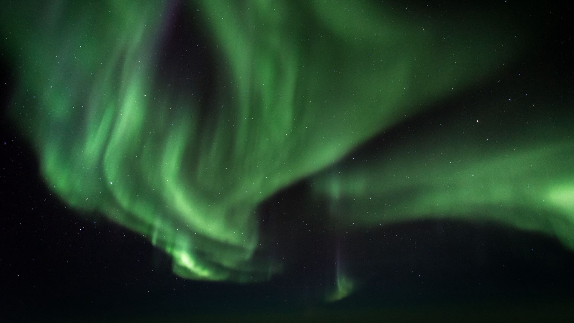 a lion in the northern lights