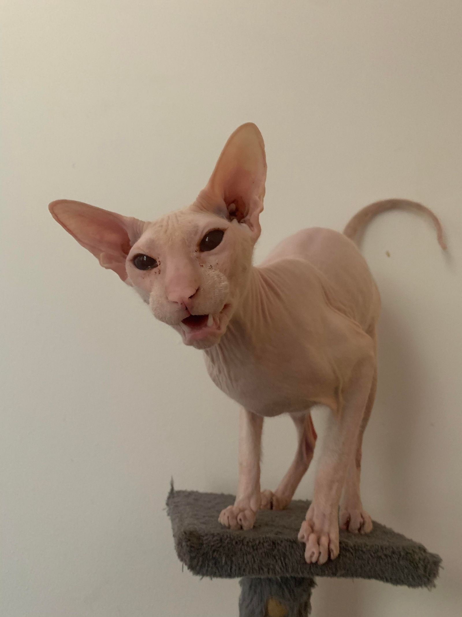 Claymation J Rees Mogg