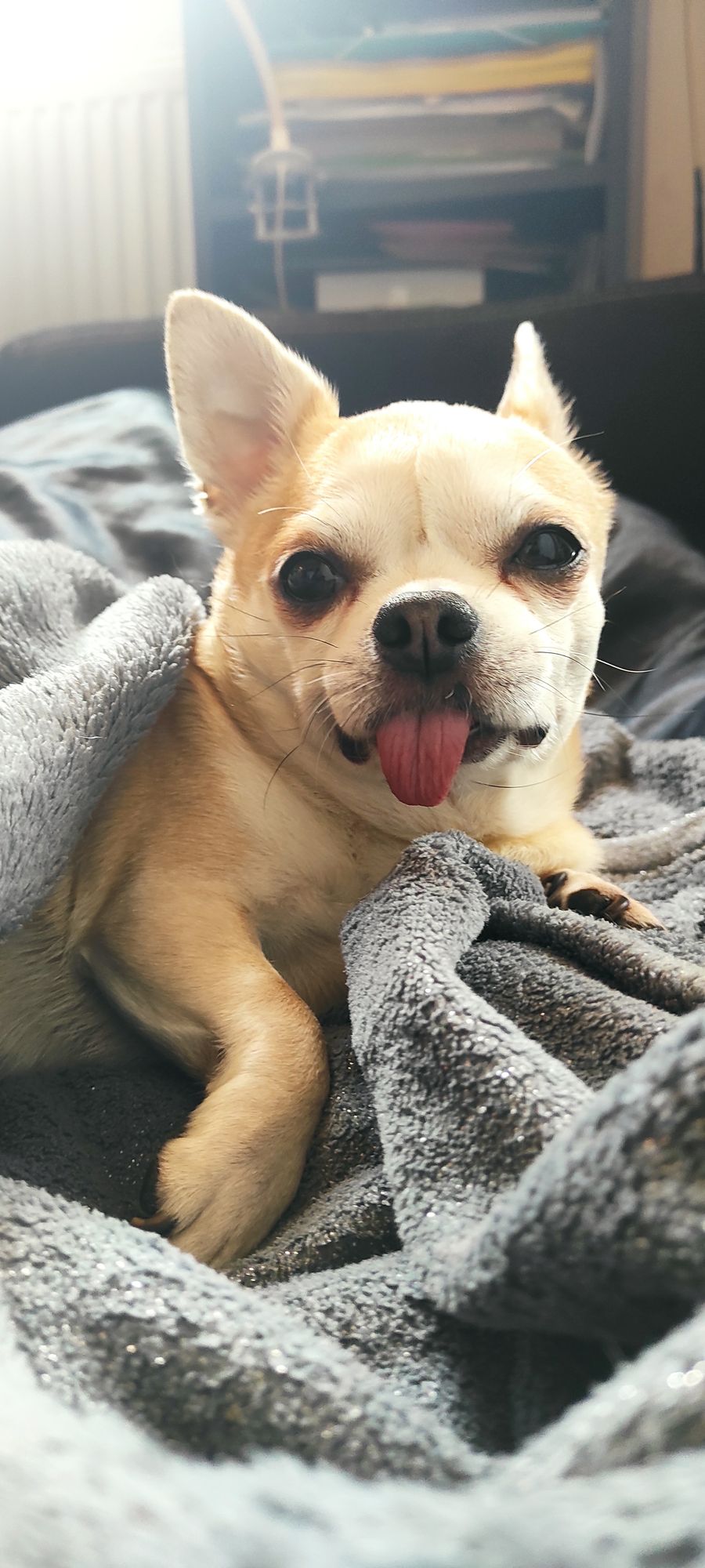 chihuahua bawiący się z ice ceam w ogrodzie Hyperrealistic, splash art, concept art, mid shot, intricately detailed, color depth, dramatic, ...