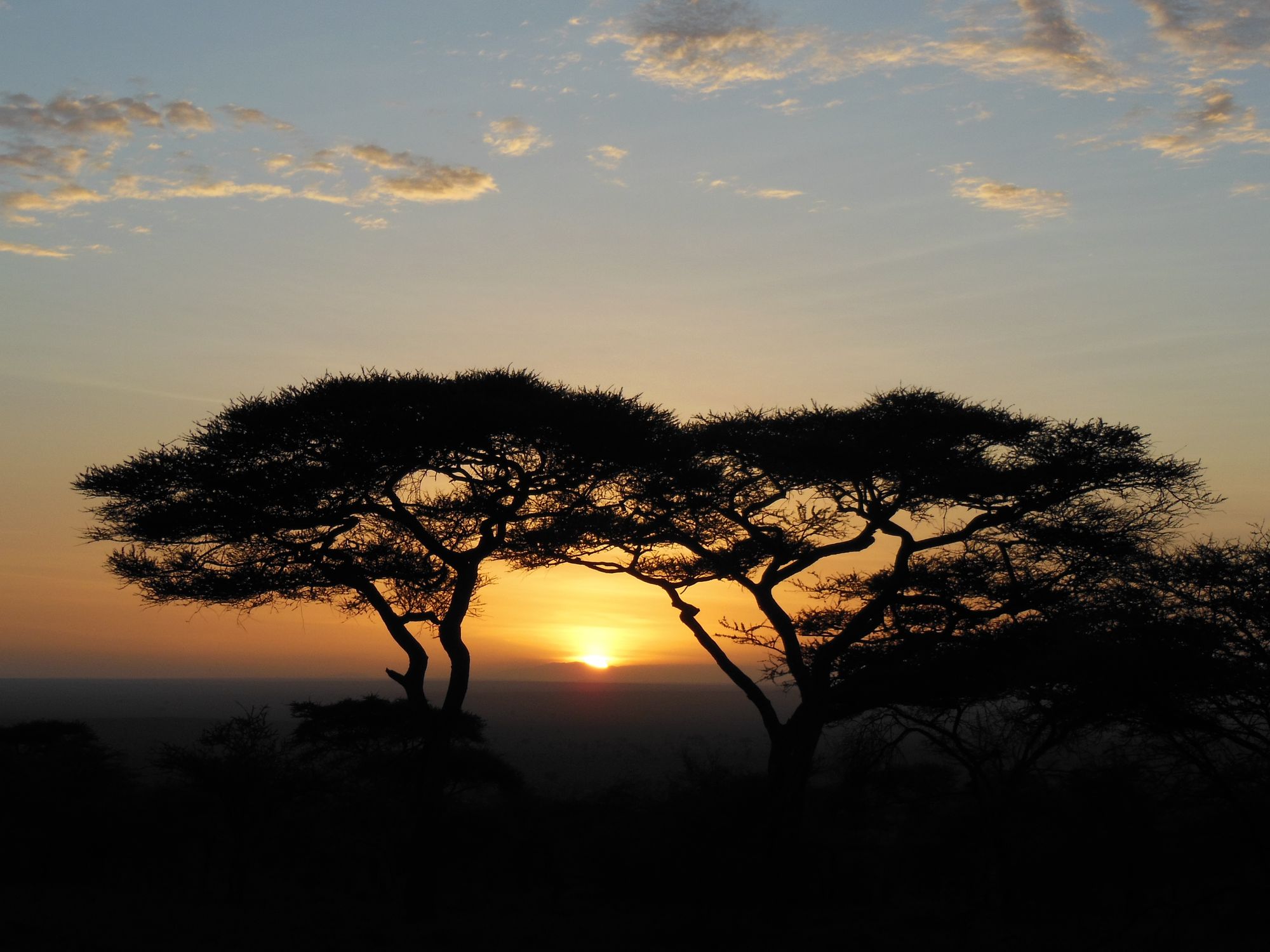 a setting sun framed by acai trees 