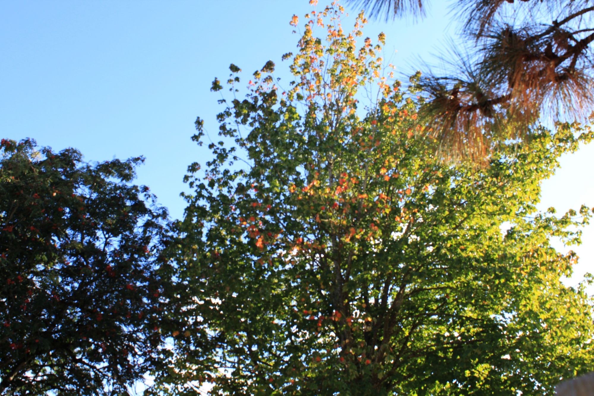 8k resolution concept art intricately detailed hyperrealism photoillustration 8K resolution LightWave 3D magnificent detailed painting 