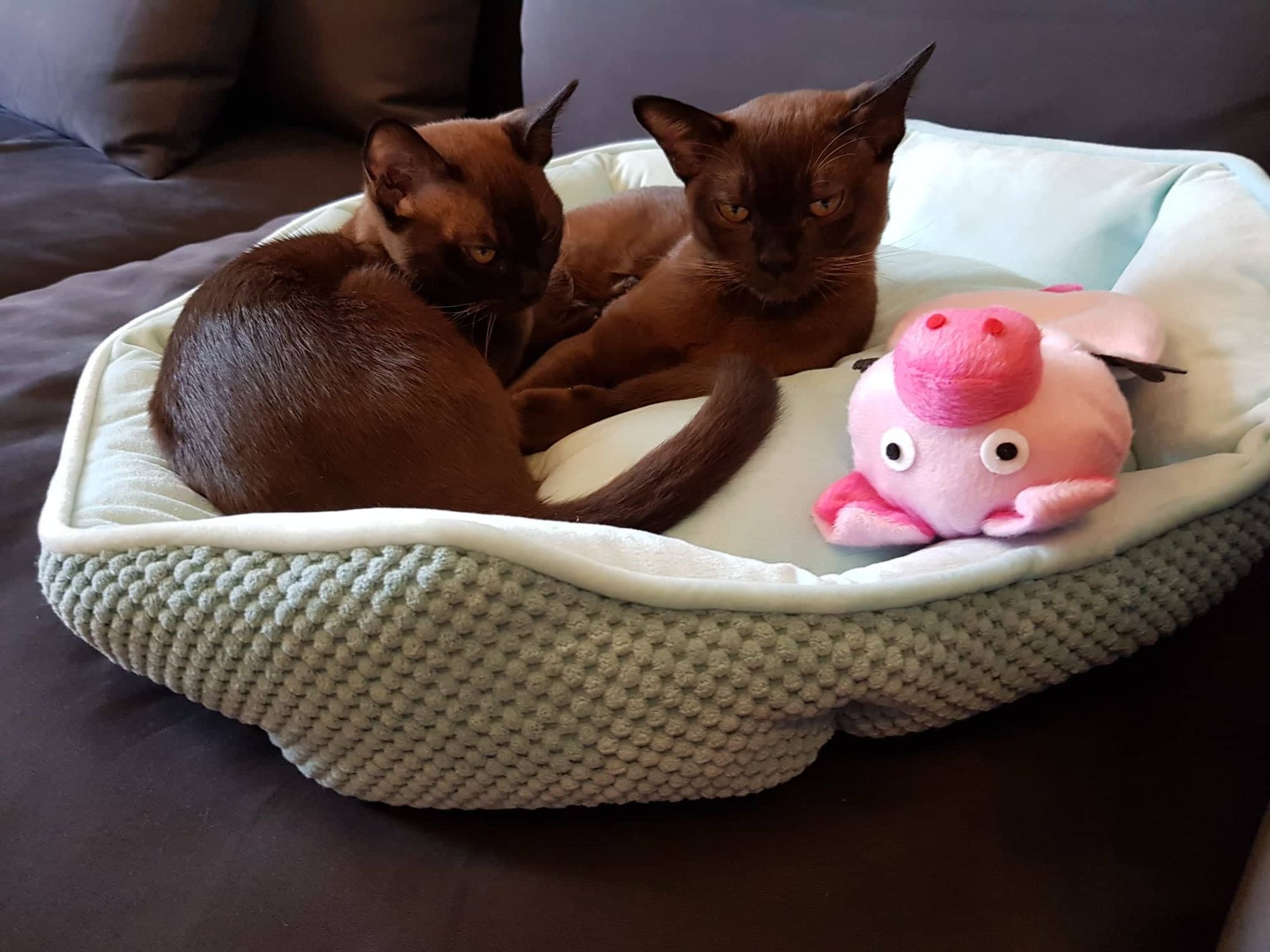 Three burmese cats
