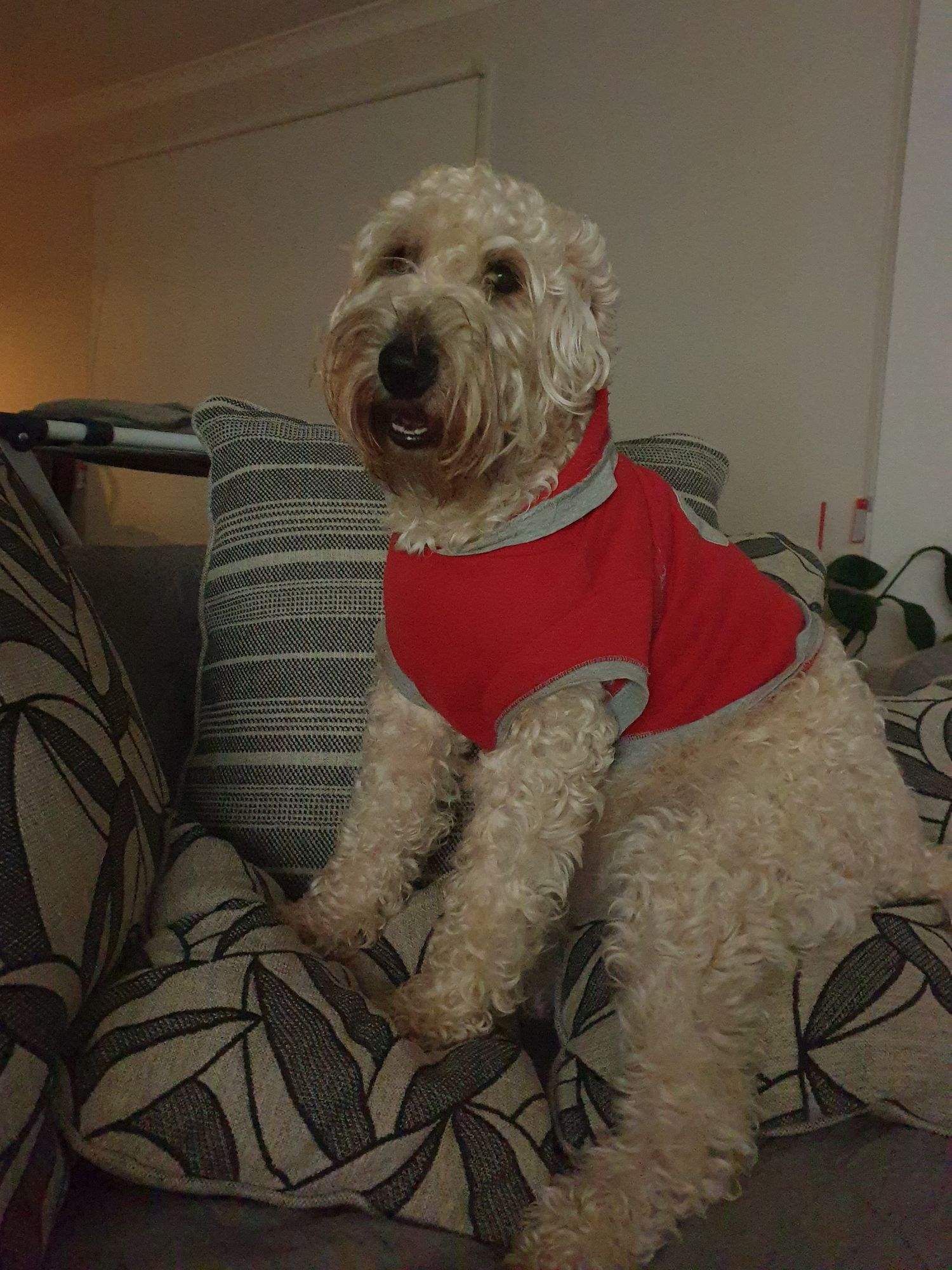 Black Labrador dog with French royal  dress extra size

