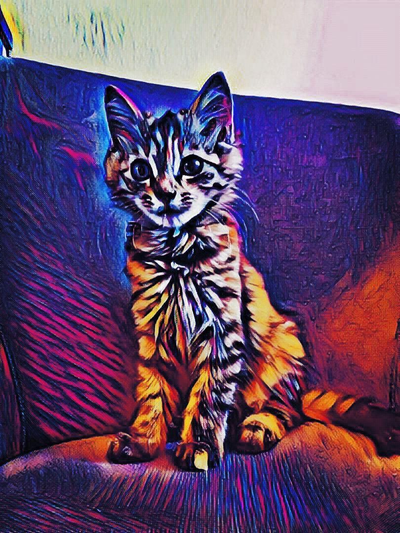 Cat Artist