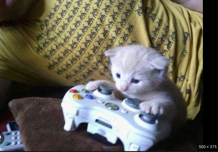The_Gaming_Cat13
