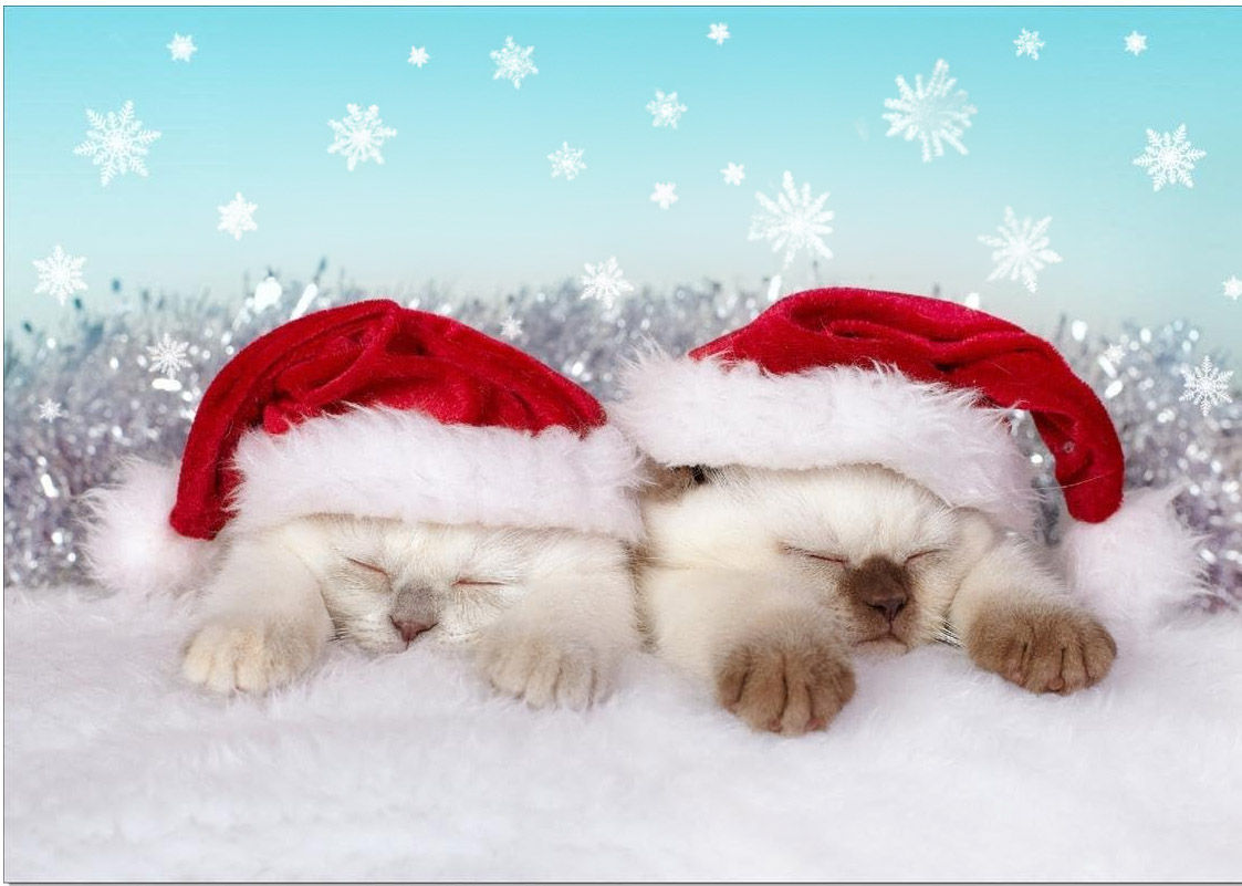 2 cute dogs viewed head on with christmas hats and festive background Professional photography, bokeh, natural lighting, canon lens, shot on...