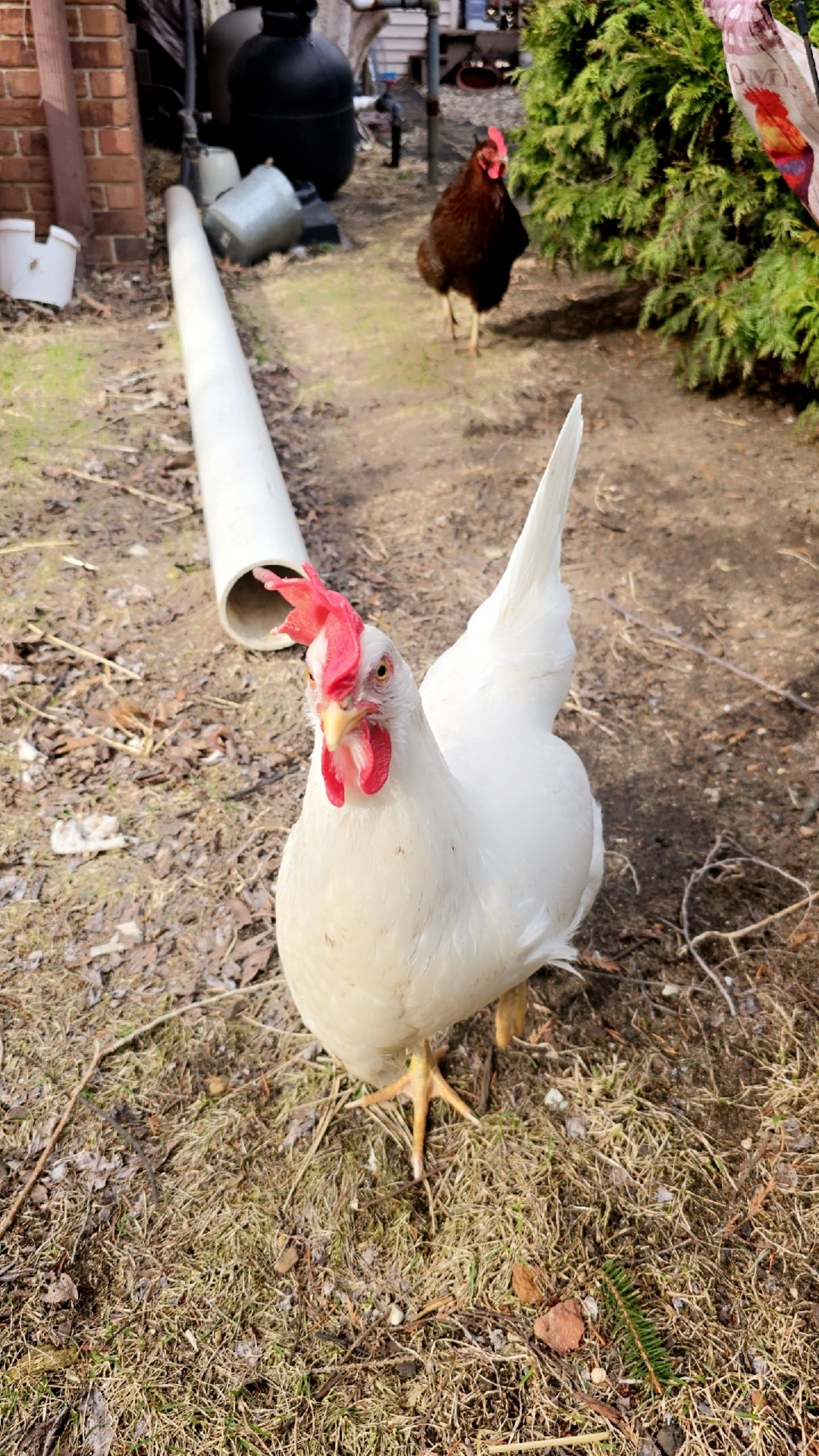 Angel The White Leghorn