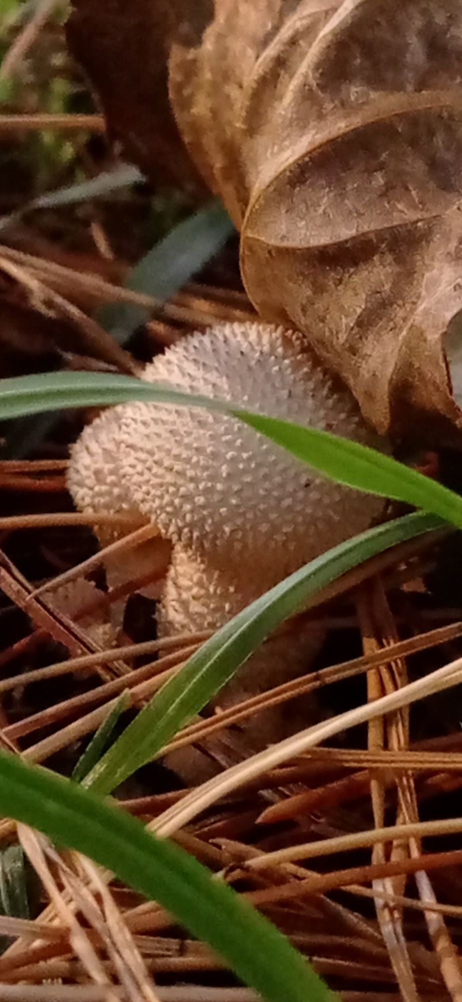 Surrealismo psicodélico neo-noir. Primer plano, cuerpo difuminado. Una figura humana se desvanece en la neblina. Medio marca, iluminación de...