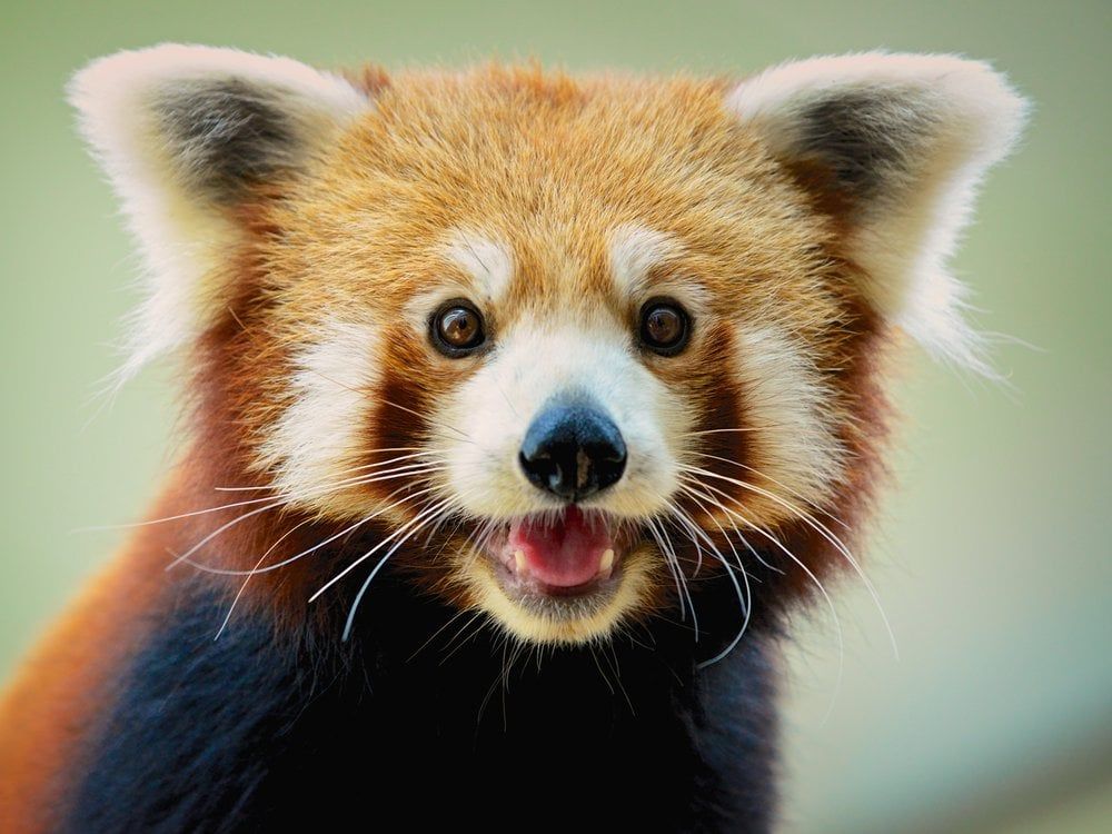 The Red Panda