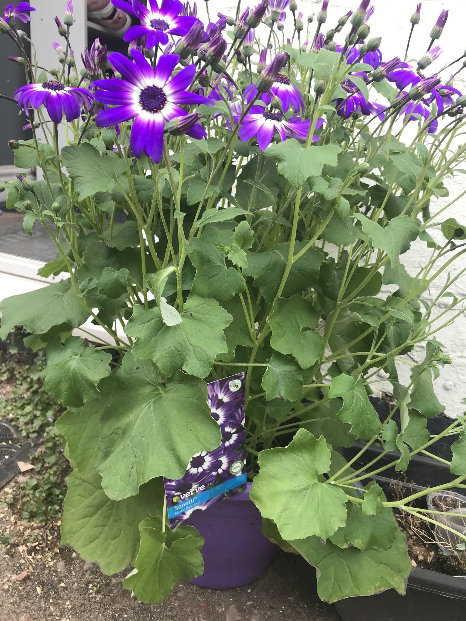 Purpledaisy