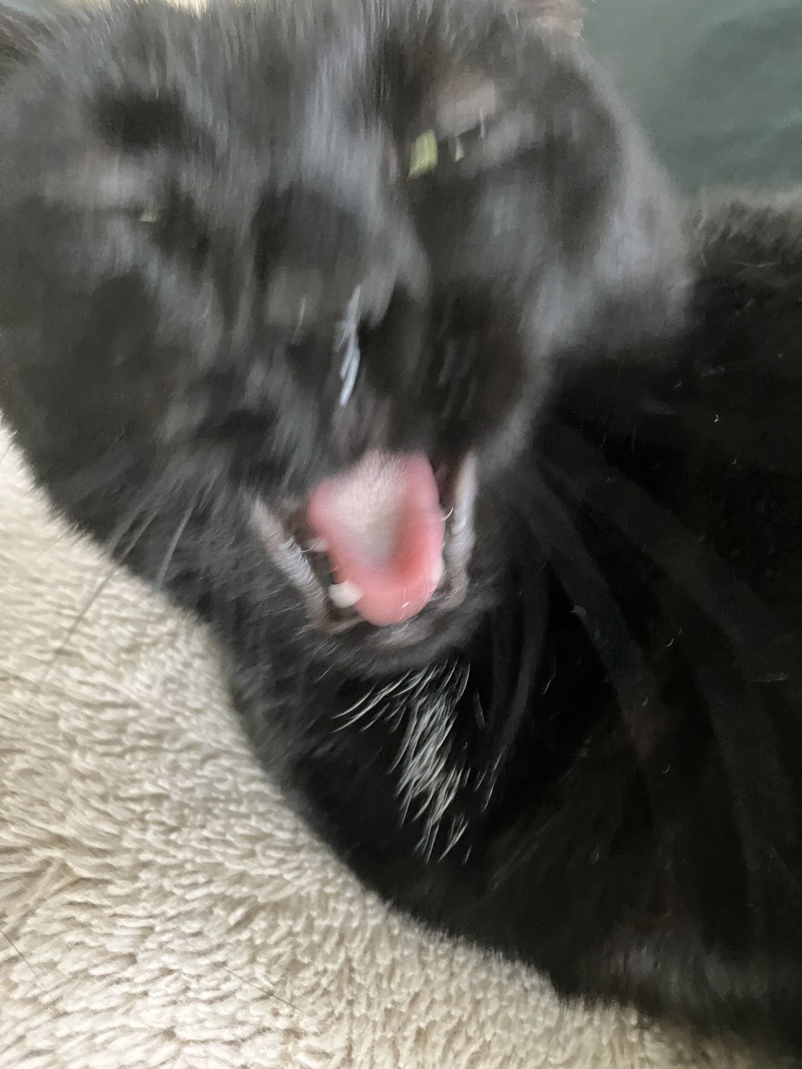 ktttycaat