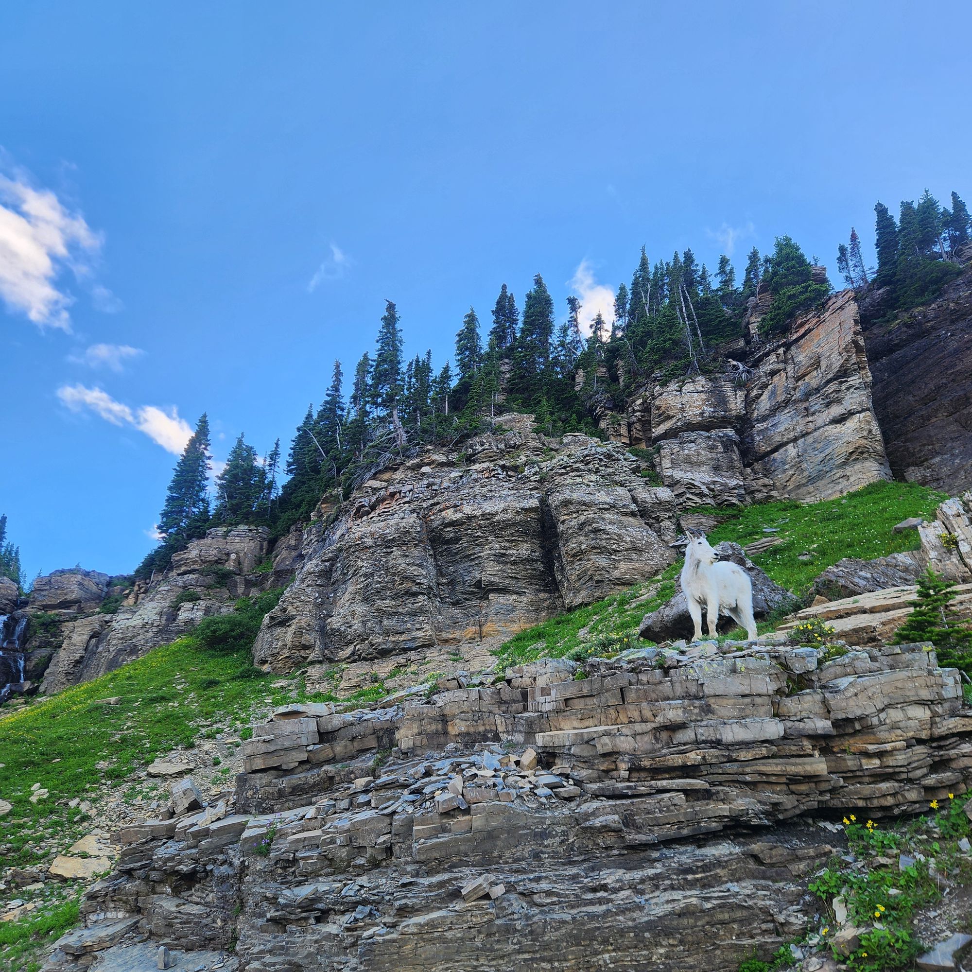 A mountain goat stands on it Hillside with a waterfall behind it you're able to see into the valley below it the hillside is covered with a ...