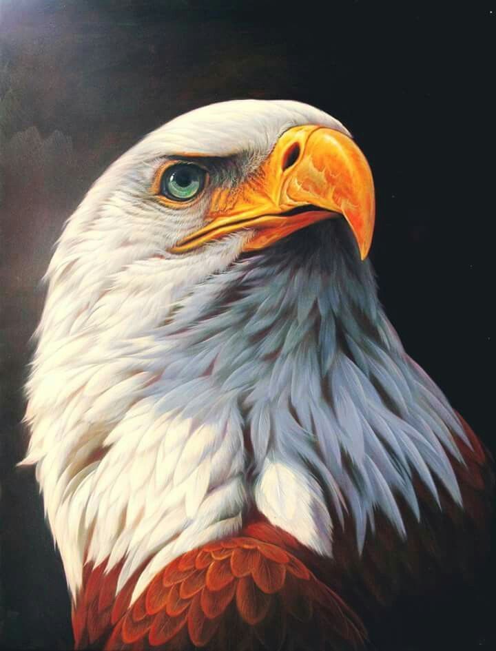 Eagle
