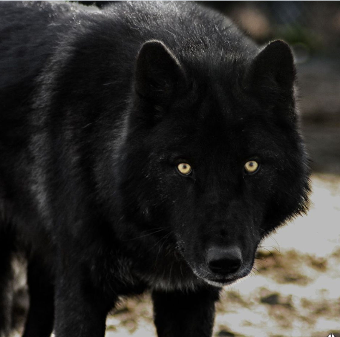 Golden Eyed Wolf