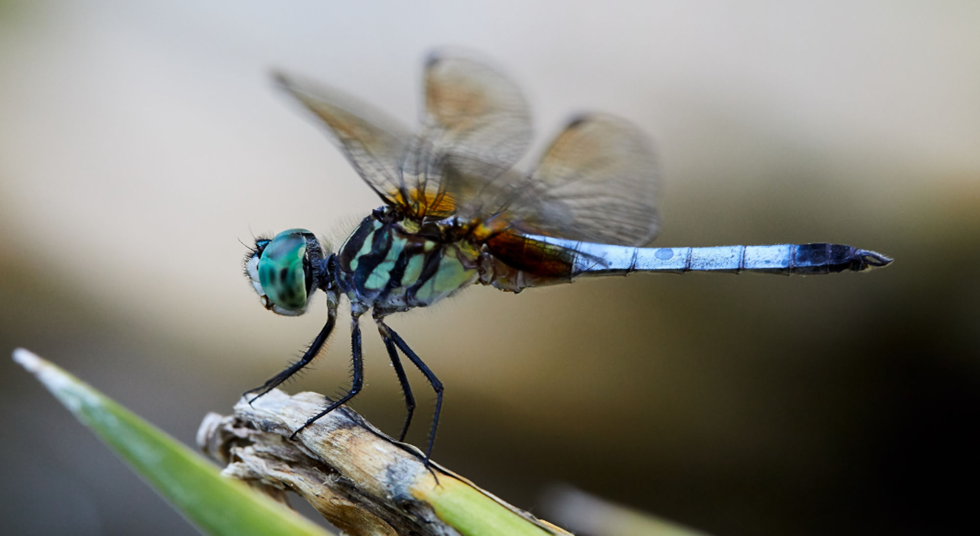 Dragonfly