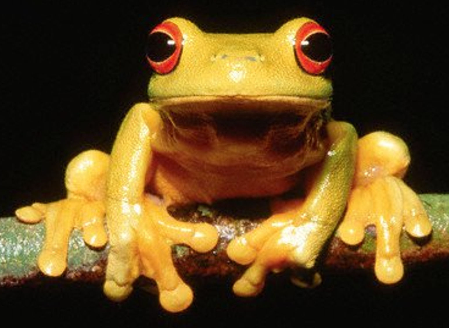 Frog
