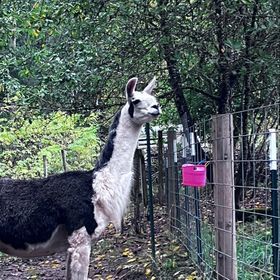 Ethan the llama trainer