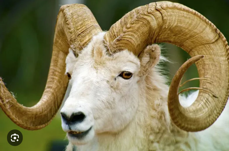 Vibrant colored goat with horns and dragon wings